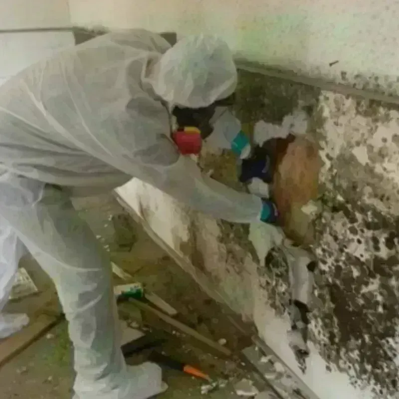 Mold Remediation and Removal in Alpine, NJ